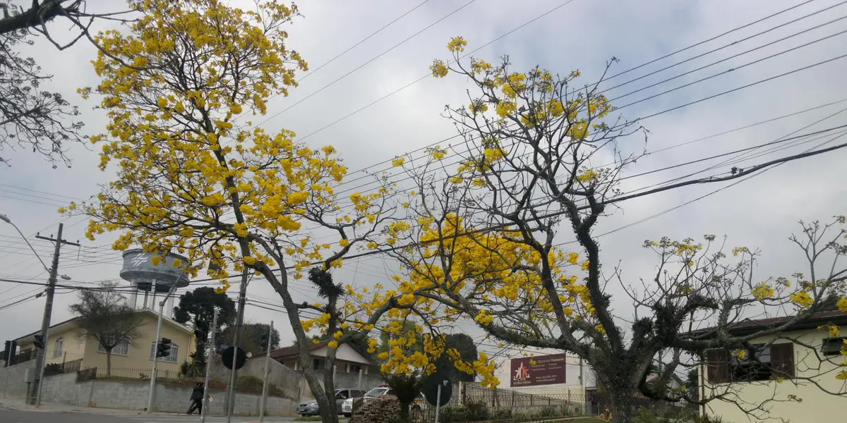 Vista de Araucária