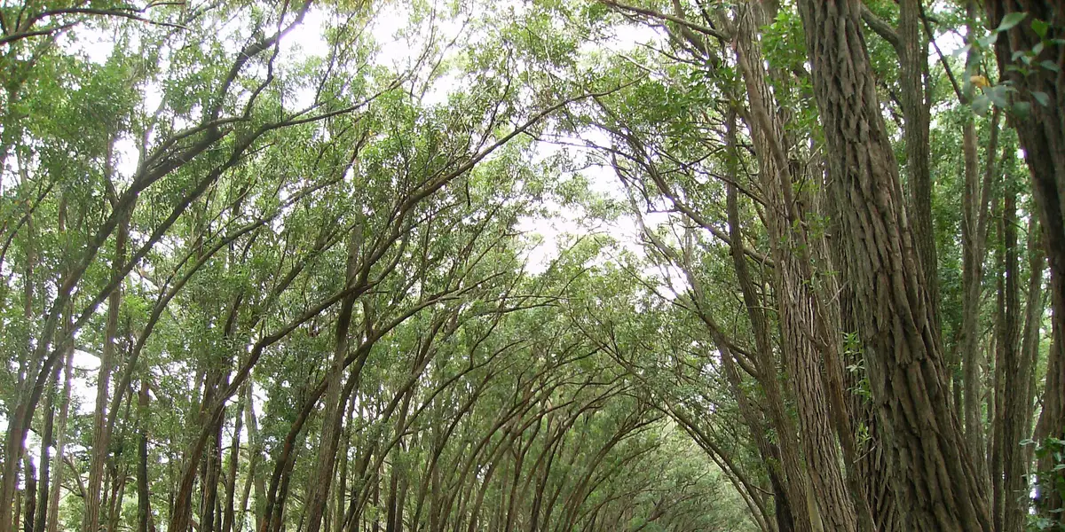 Vista de Balneário Pinhal