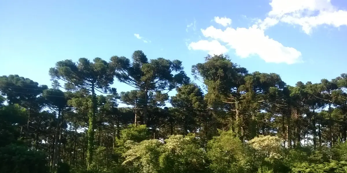 Vista de Campo Bonito