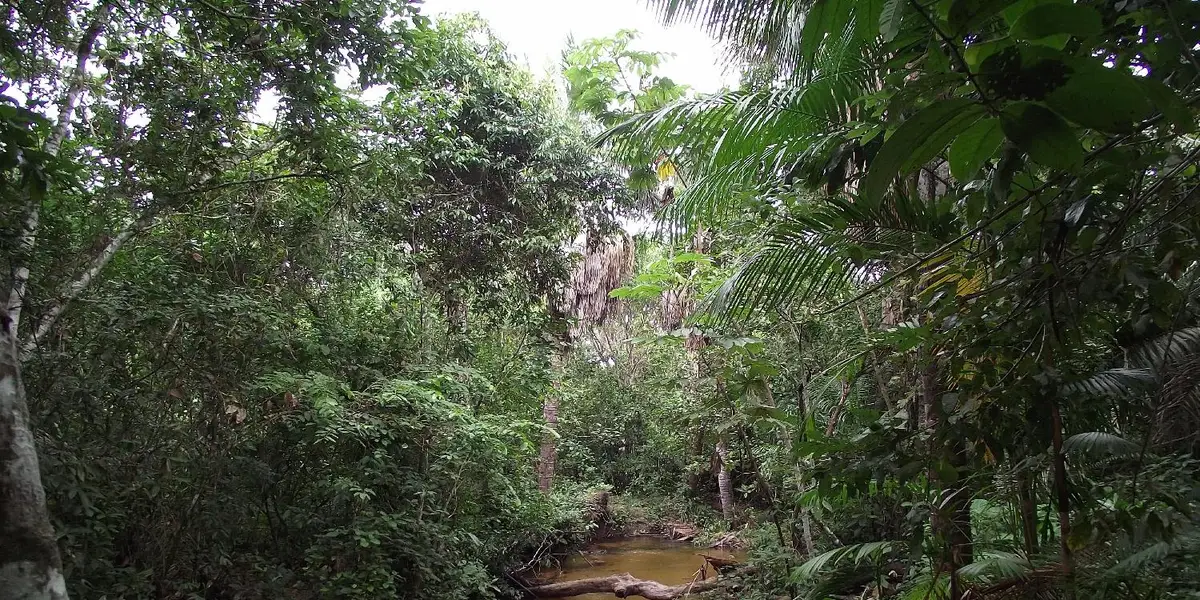 Vista de Igarapé