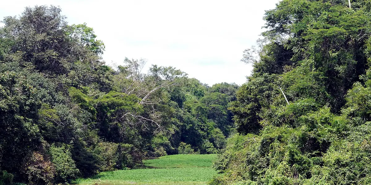 Vista de Tefé